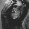 Bonobo